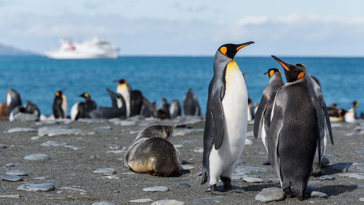 bird penguins in seashore penguin