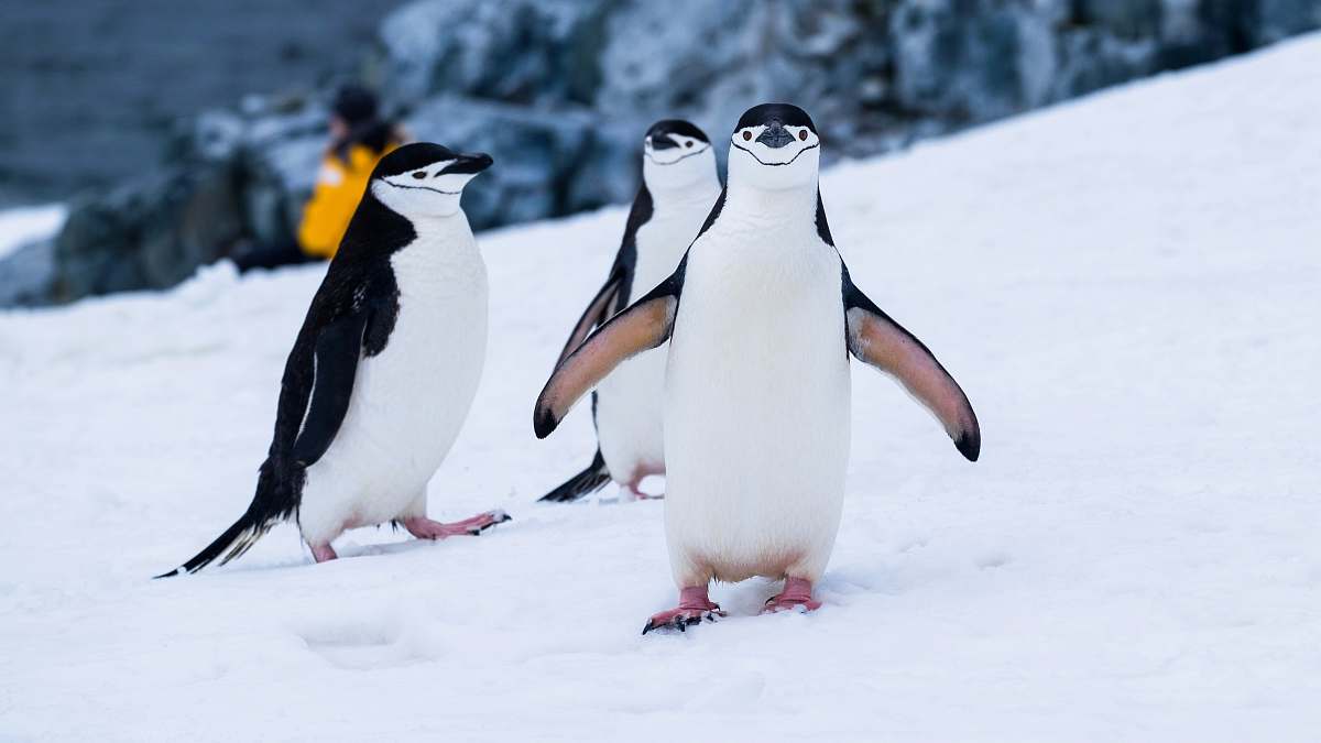 bird penguins on snow covered fields during daytime penguin