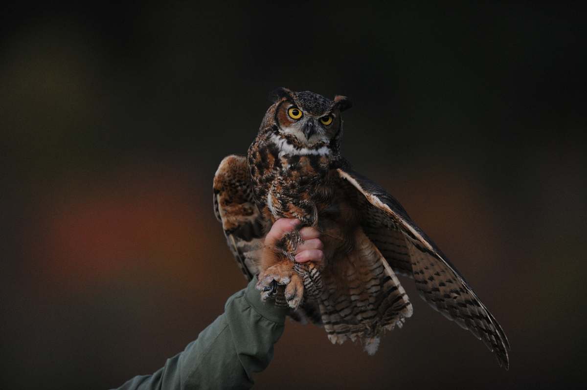 bird person holding brown owl owl