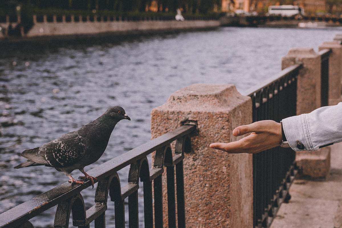 bird person reaching black pigeon near body of water railing