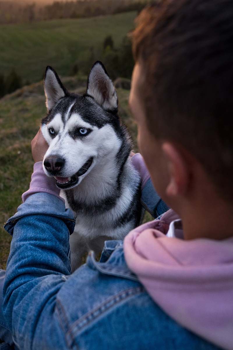 dog person touching black and white Siberian husky canine