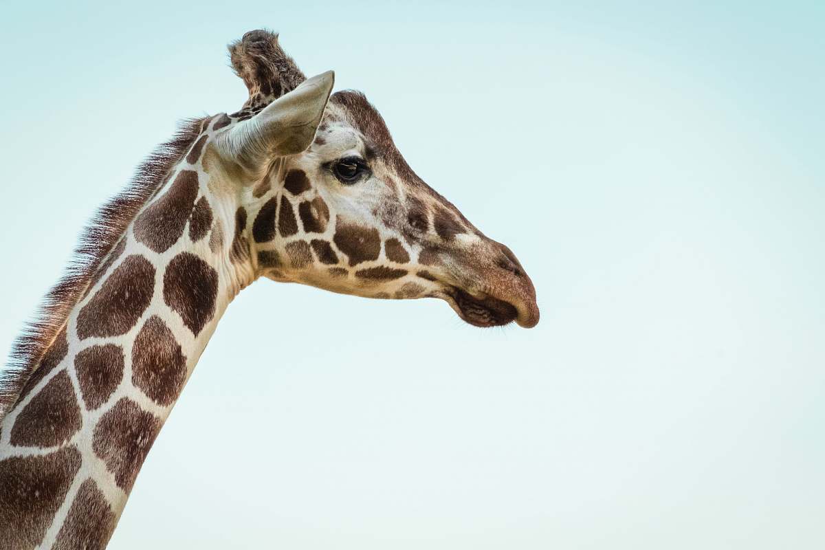 mammal photo of a giraffe giraffe