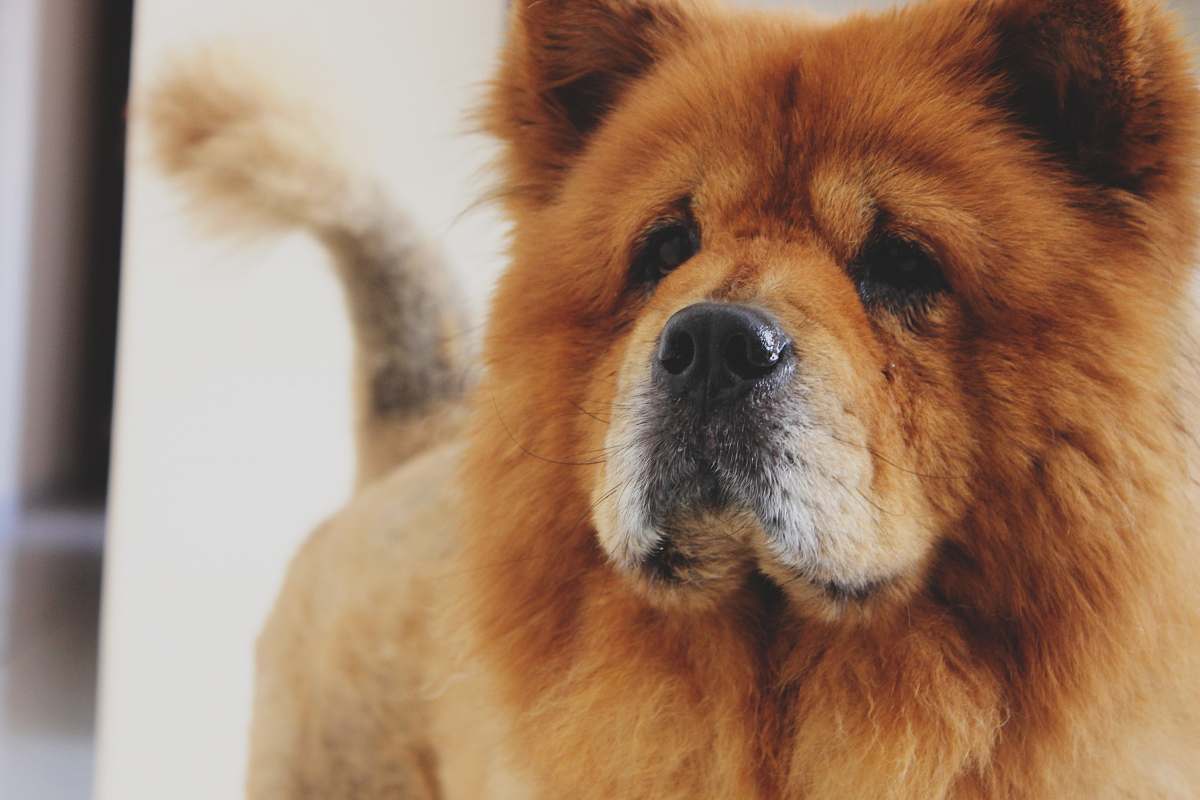 dog photo of adult brown Chow Chow pet