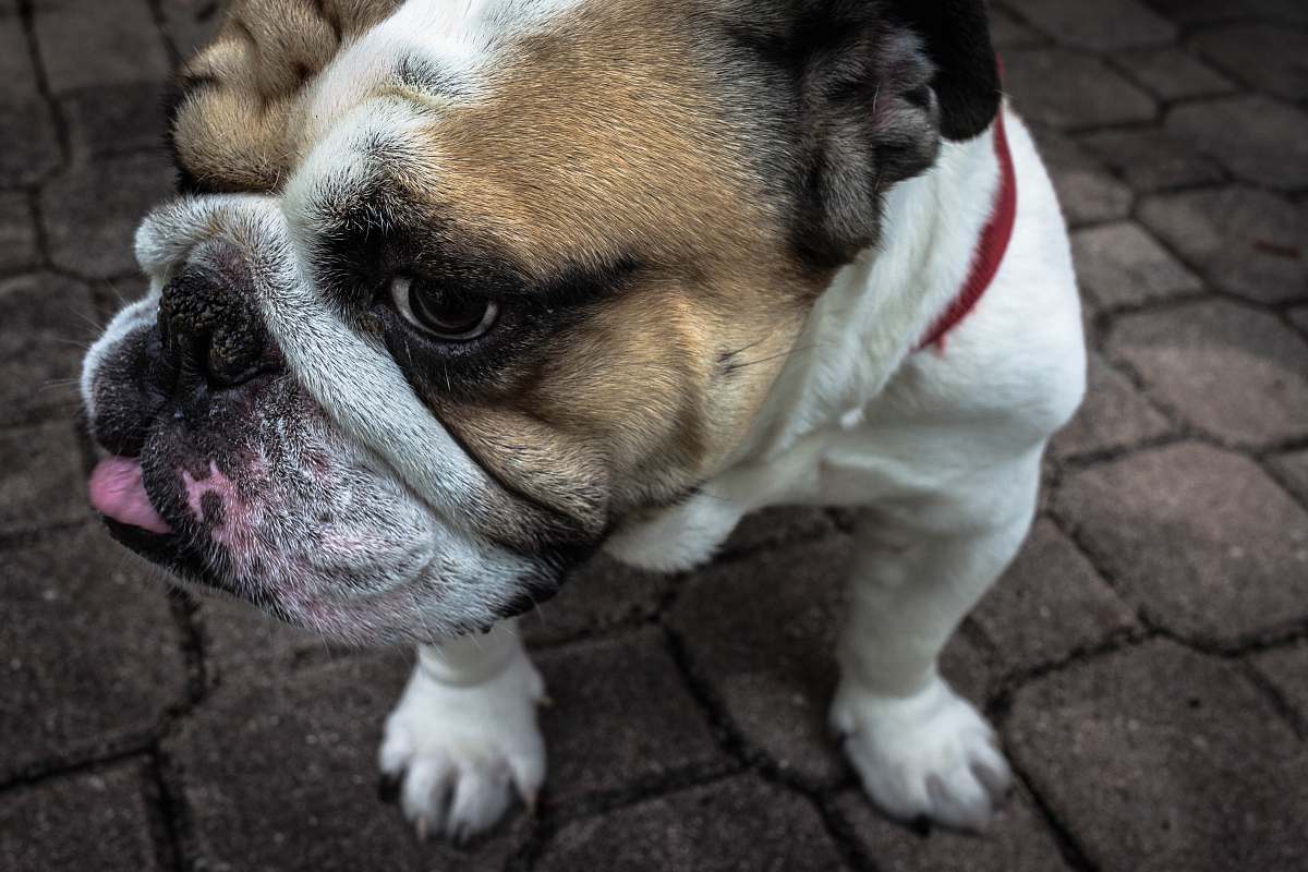 dog photo of adult small-size short-coated white and tan dog canine