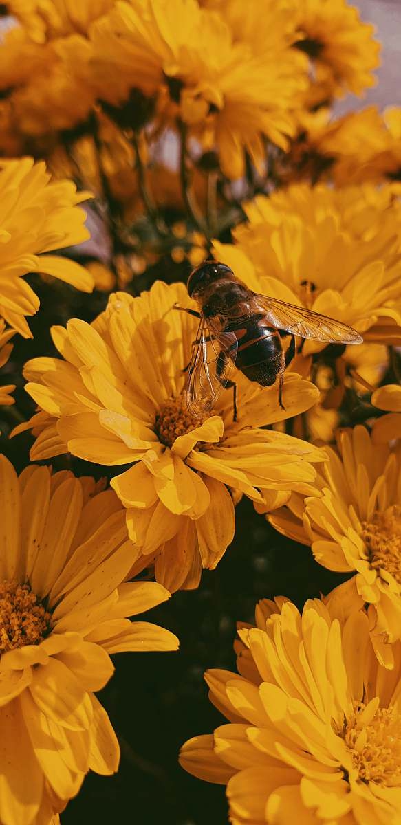 invertebrate photo of brown and black bee on yellow flowers honey bee