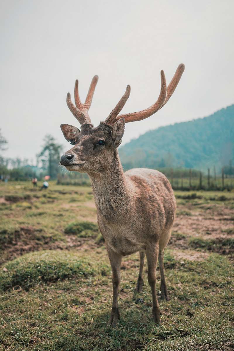 deer photo of brown deer antelope