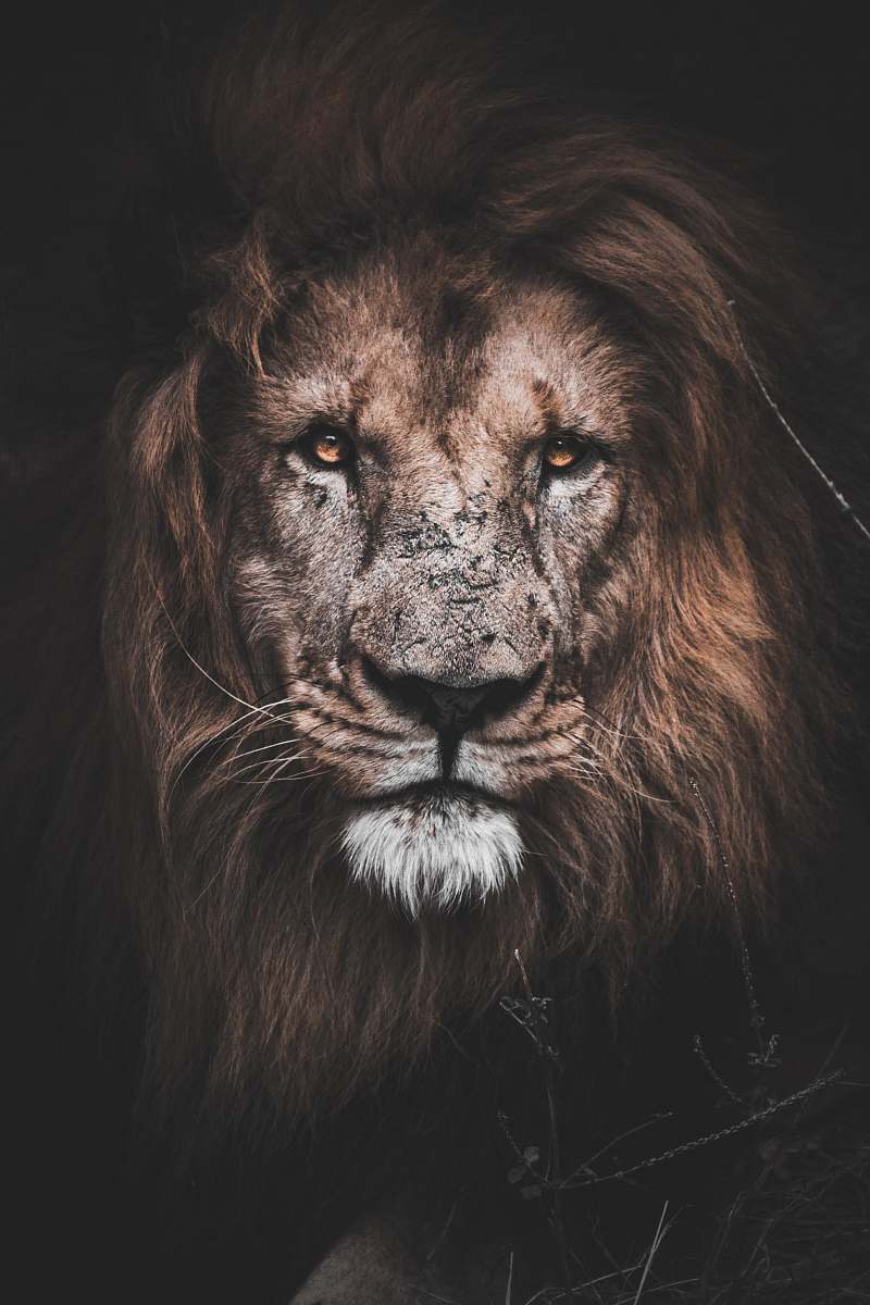 lion photo of brown lion mauritius