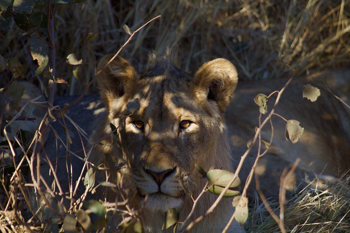 mammal photo of brown tigress lion