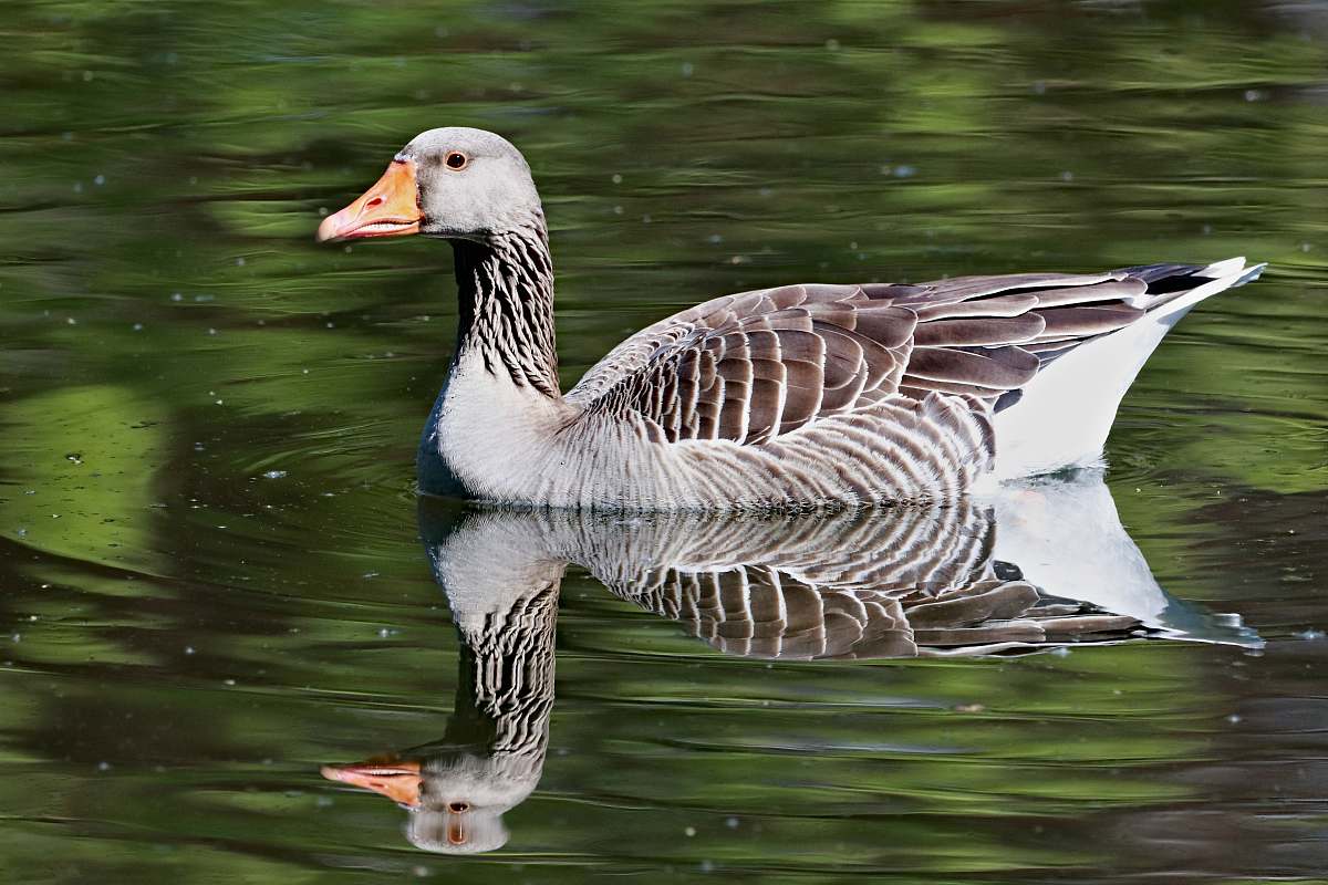 bird photo of female brown and black mallard duck on water goose