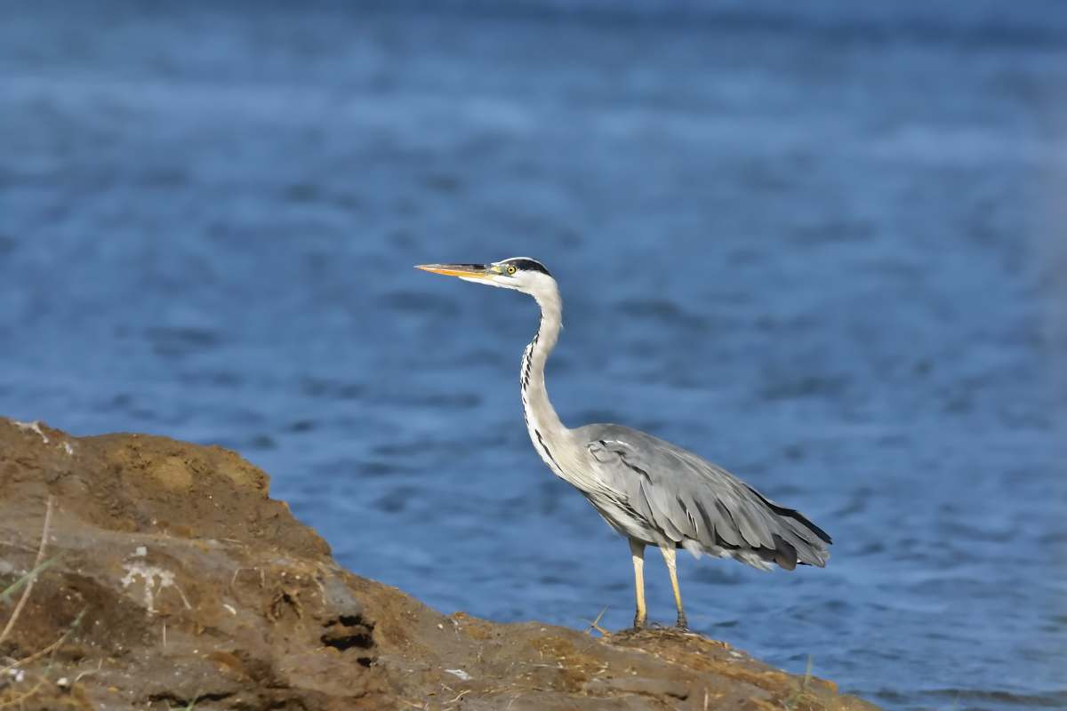 bird photo of gray bird waterfowl