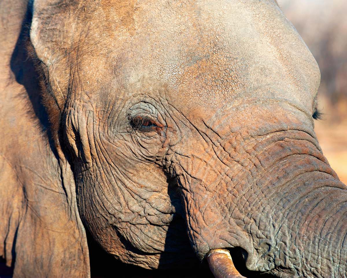 mammal photo of gray elephnat elephant