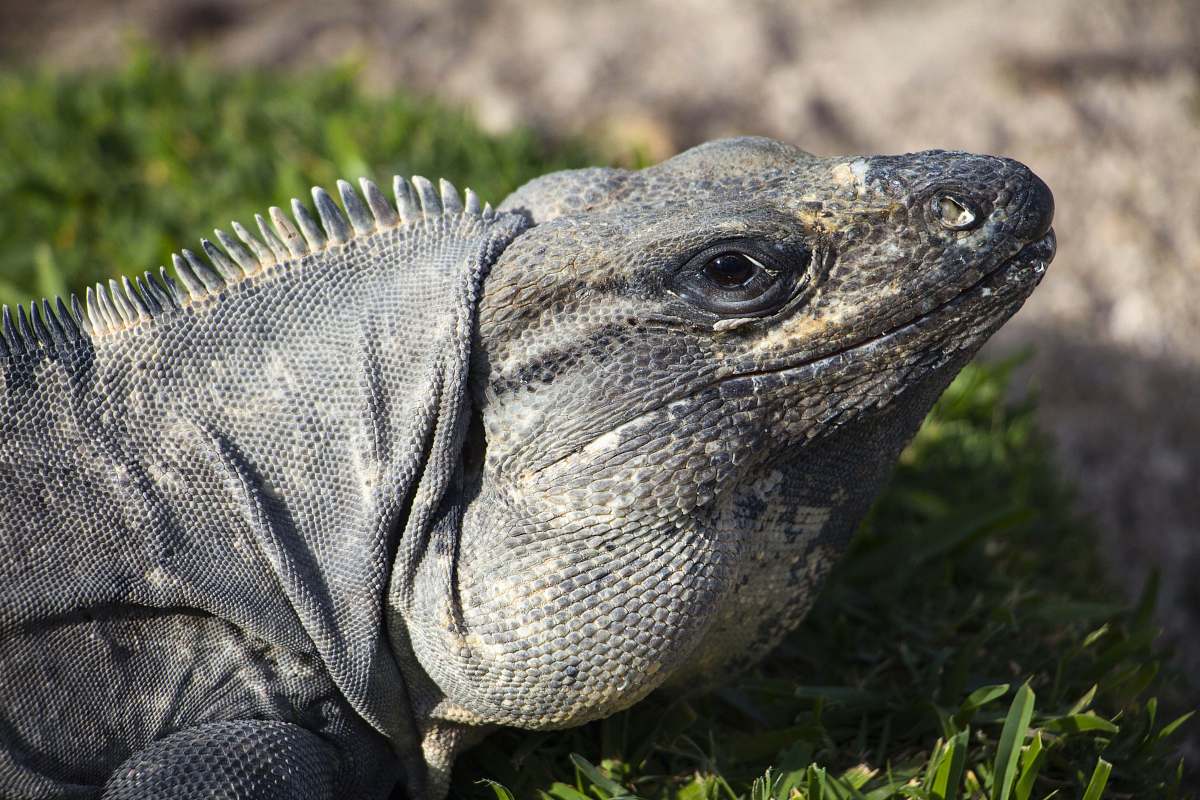 iguana photo of gray lizard lizard