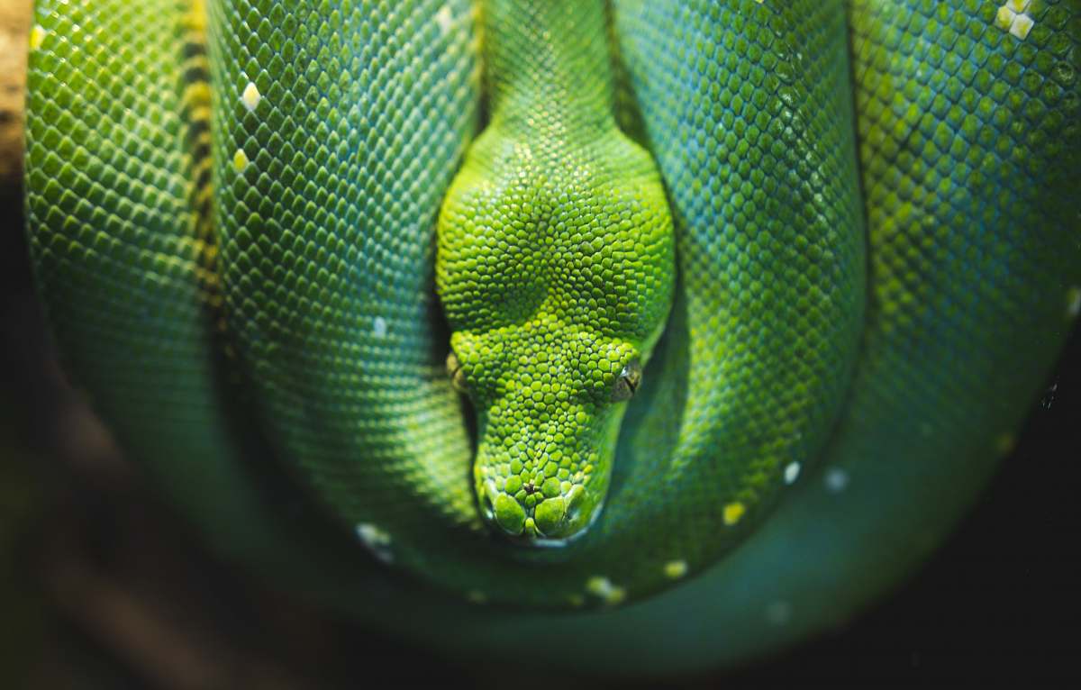 reptile photo of green viper snake