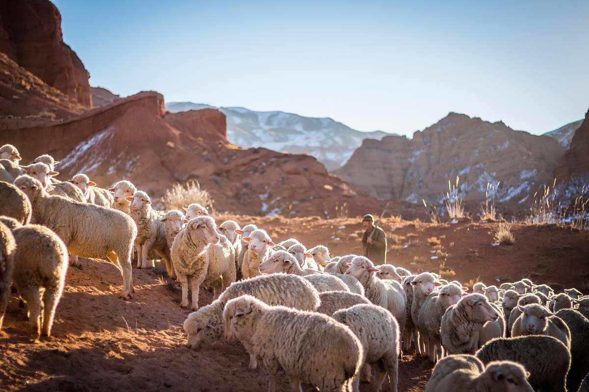 mammal photo of herd of sheep sheep