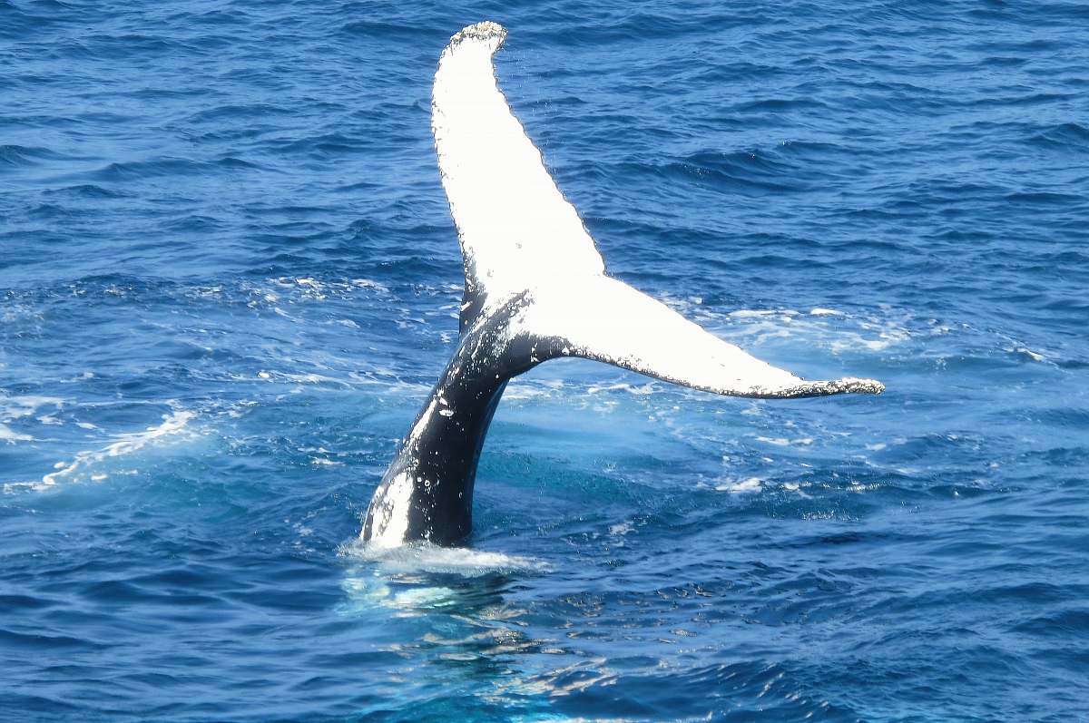 whale photo of whale tail sydney