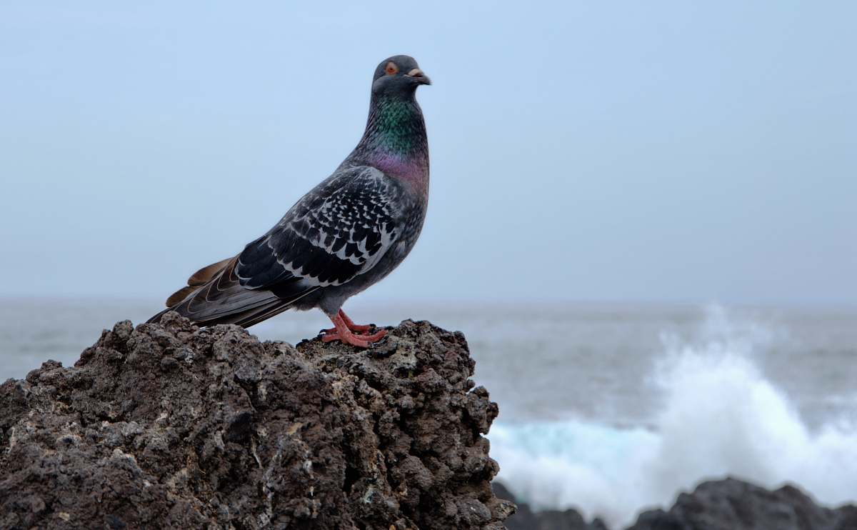 bird photography of black and green dove perched on gray rock near ocean pigeon