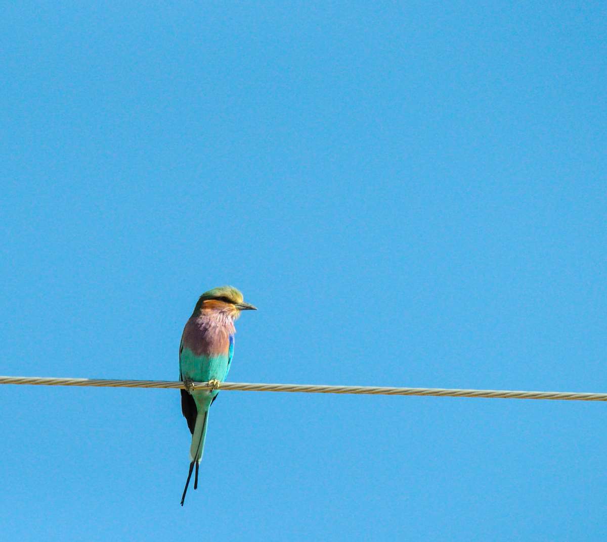 bird photography of blue and pink Bee-eater bird perching on wire bee eater