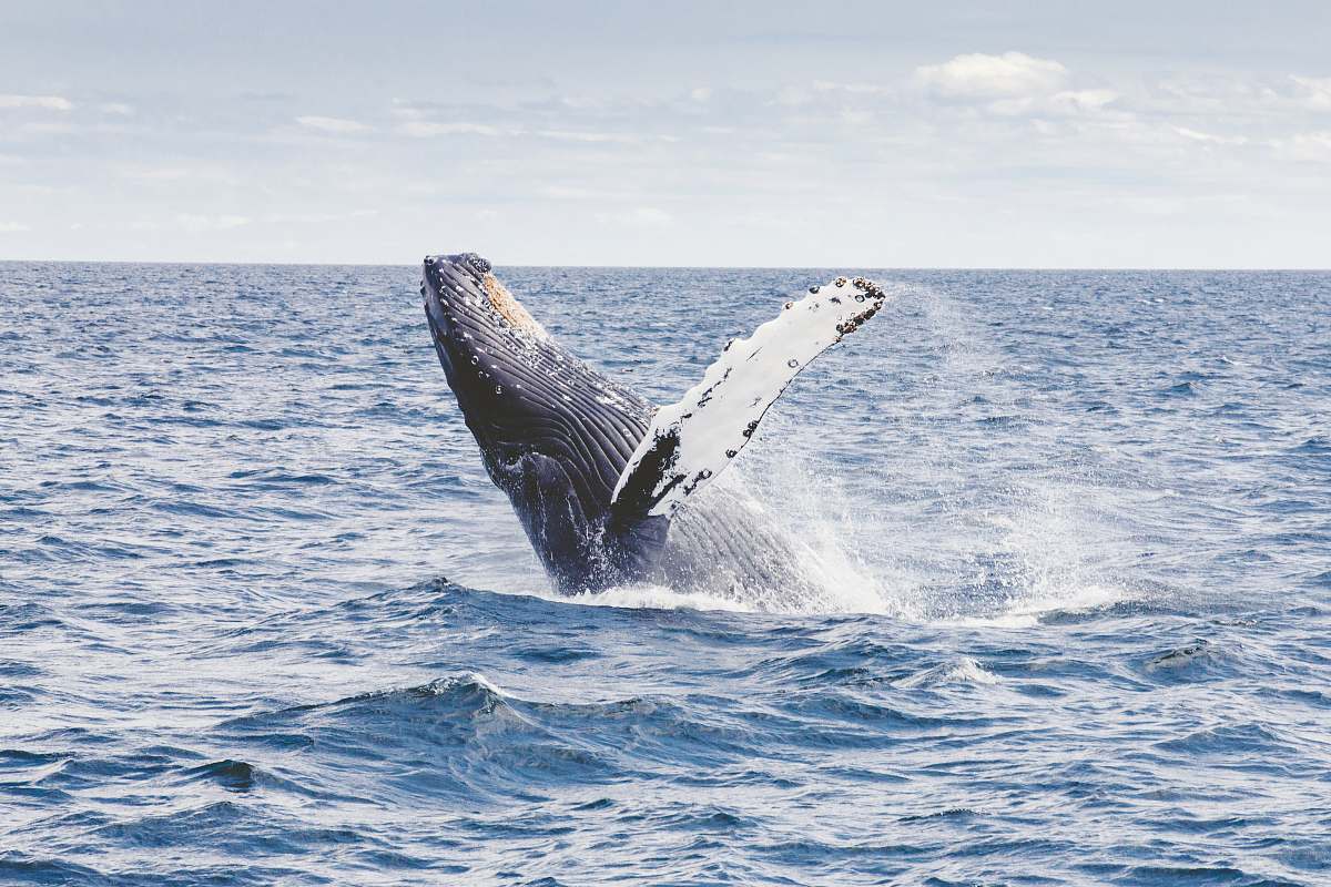 nature photography of whale whale