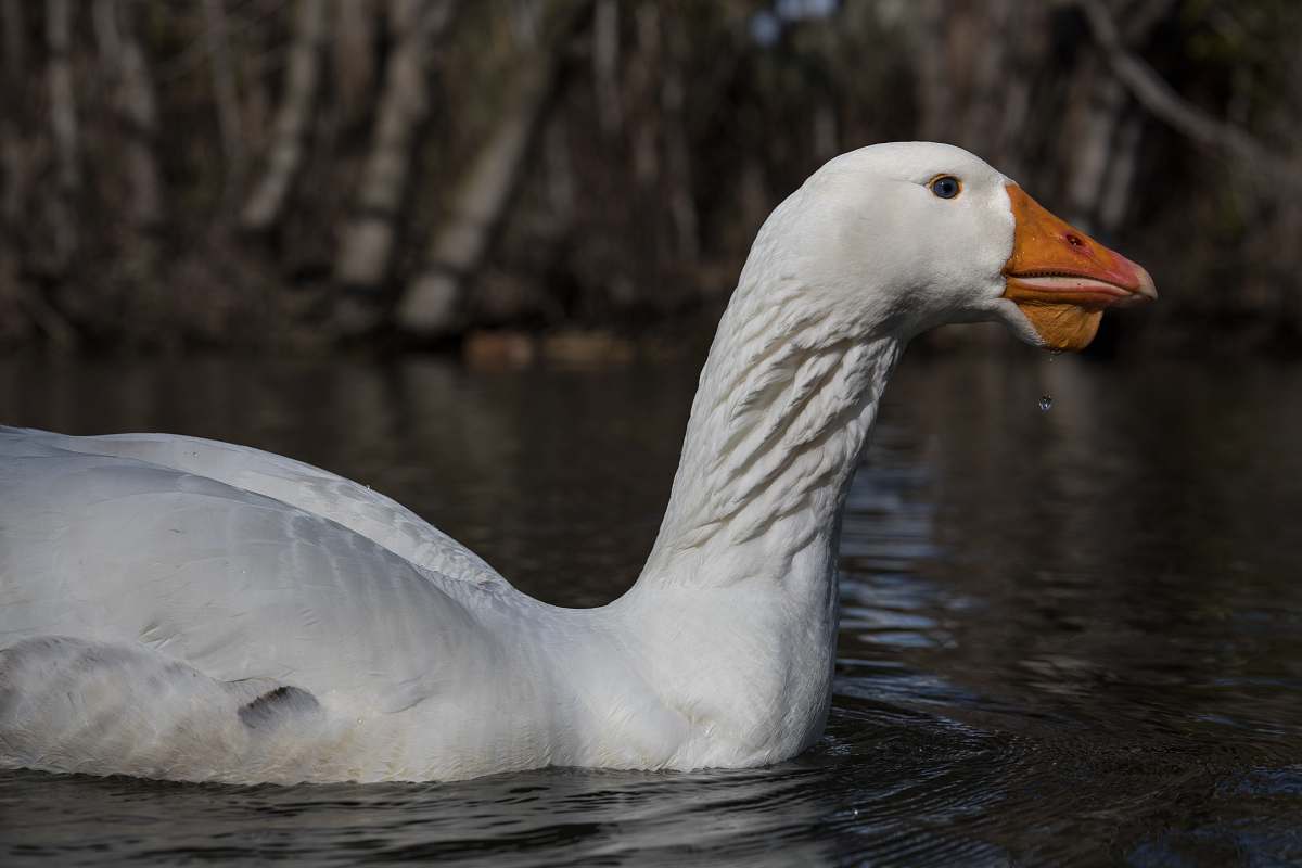 bird photography of white geese on body of water goose