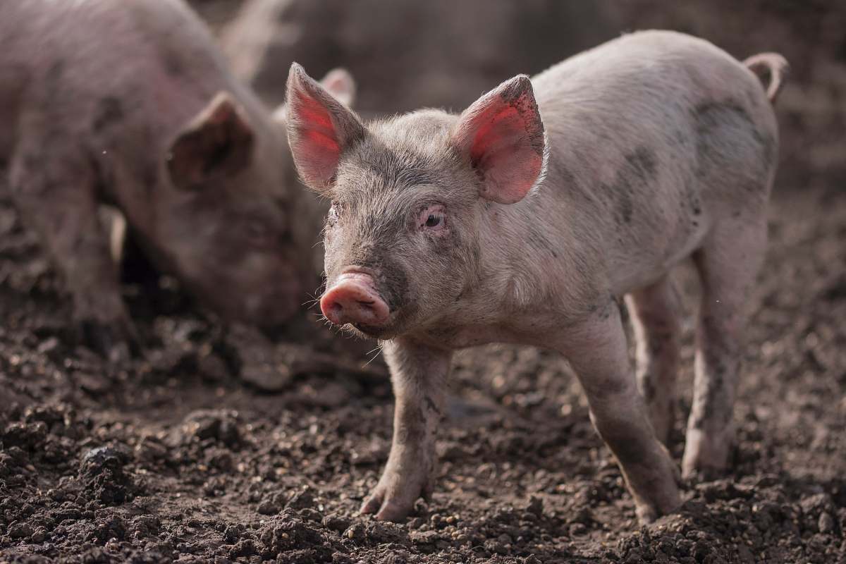 Capture the essence of rural life with this delightful image featuring three playful piglets frolicking in a muddy field. The scene exudes a sense of joy and innocence, perfect for projects related to farming, animal care, or children's educational materials. Whether you're designing a farm-themed website, creating a brochure for a petting zoo, or illustrating a children's book, this charming portrayal of piglets will surely evoke warmth and affection.