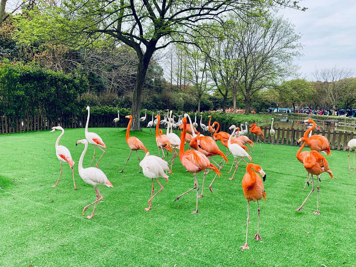 bird pink and red flamingo decors on field during daytime flock