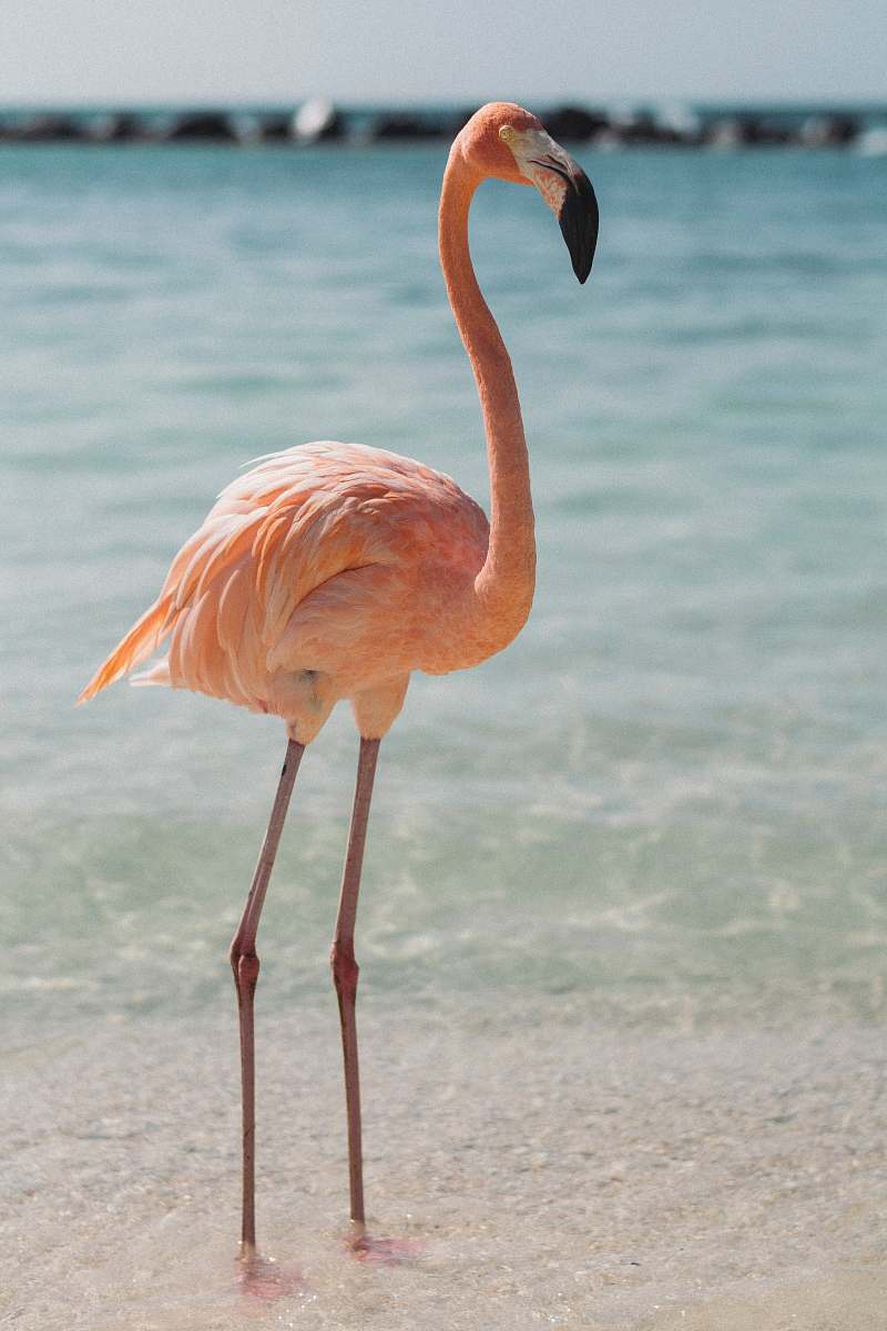 bird pink flamingo beside body of water beak
