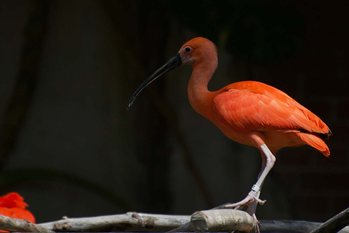 bird pink flamingo waterfowl