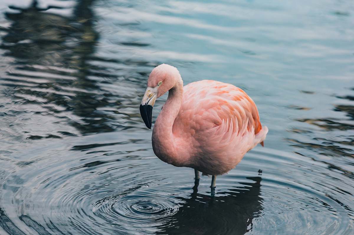 bird pink flamingo on body of water flamingo