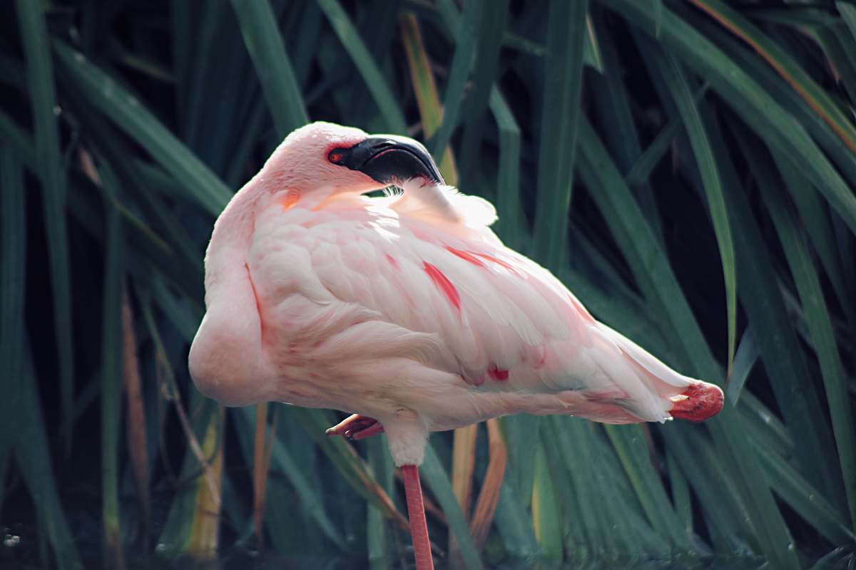 bird pink flamngo infront of green grass flamingo