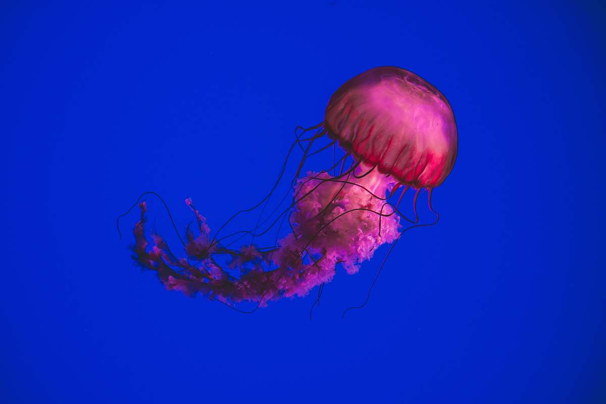 Jellyfish Pink Jellyfish Swimming Underwater Invertebrate Image Free Photo