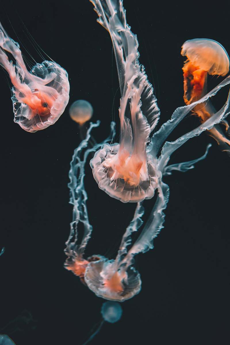 jellyfish pink jellyfishes underwater sea life