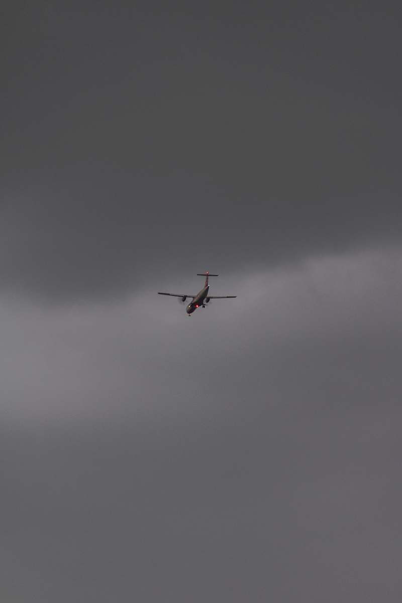 bird plane on mid air flying