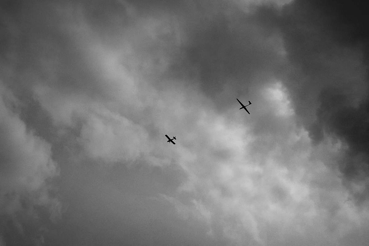 bird planes on flight black-and-white