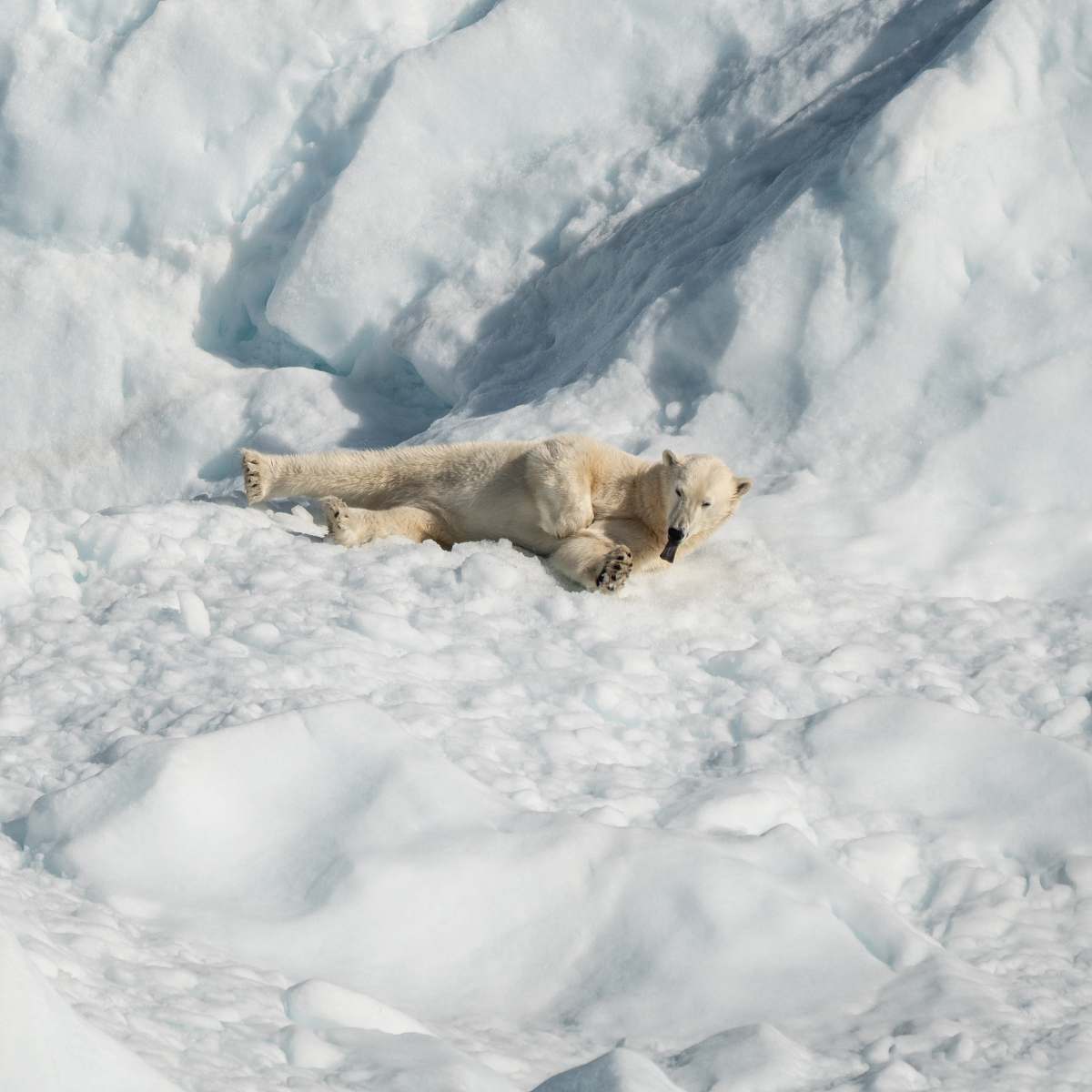 mammal polar bear lying on snow field wildlife