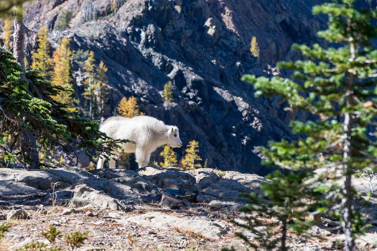 wildlife polar bear near on the trees goat