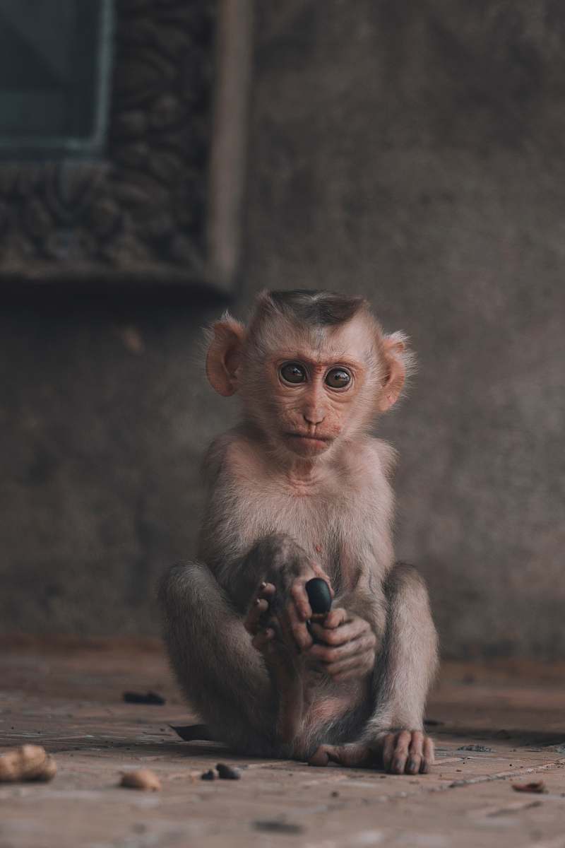 mammal portrait of a monkey monkey