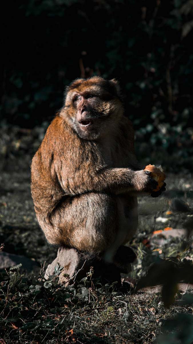 monkey primate sitting on wood slab wildlife