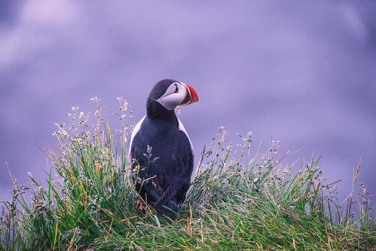 bird puffin bird on grass puffin