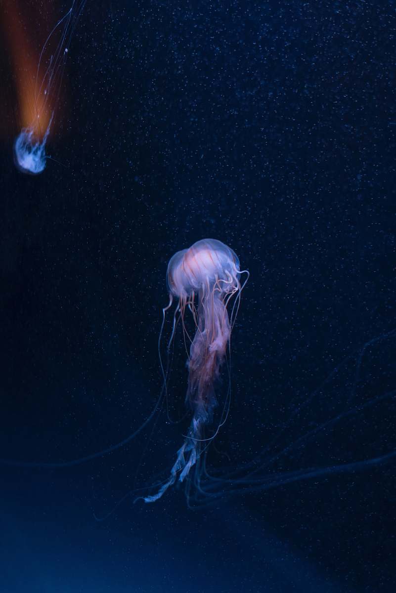 jellyfish purple box jellyfish sea life