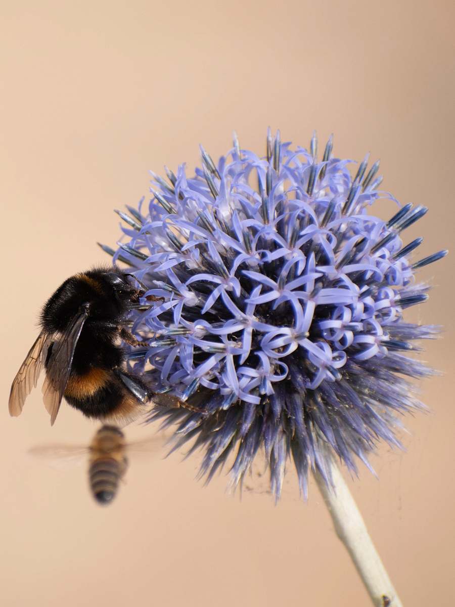 apidae purple flowers in bloom bee