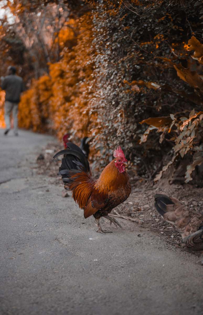 chicken red and black rooster standing near green-leafed plant fowl