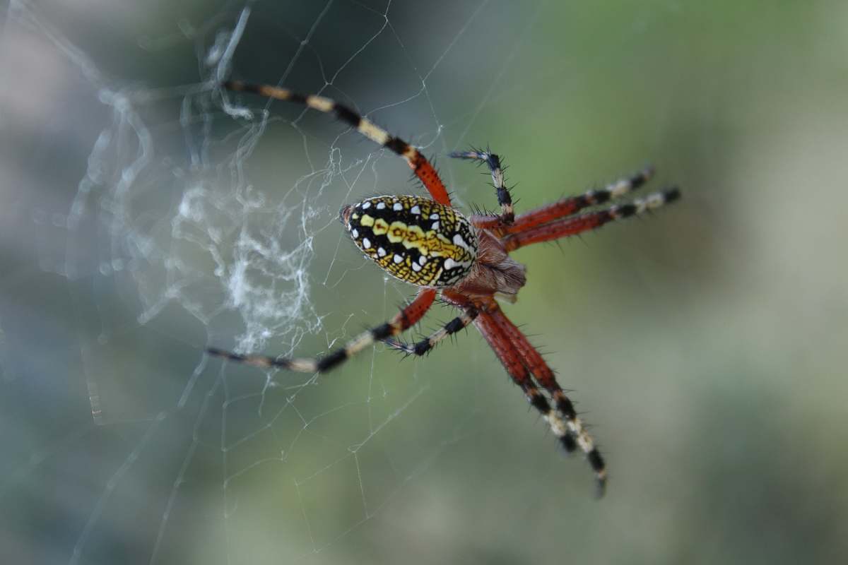 spider red and black spider insect