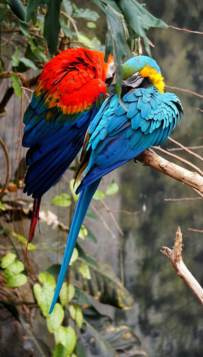 bird red and blue parrots sitting on branch parrot