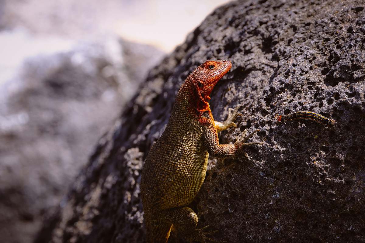 reptile red and brown lizard lizard