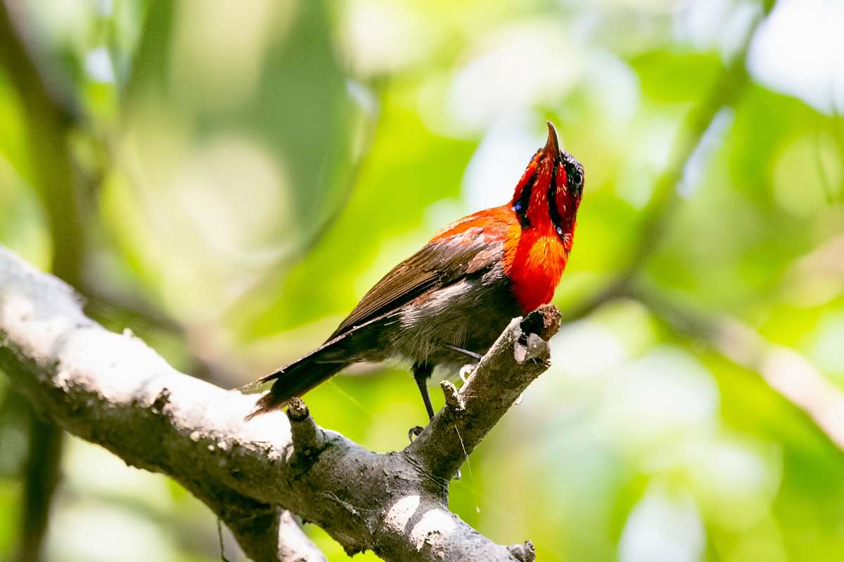 bird red and gray bird on tree branch cardinal