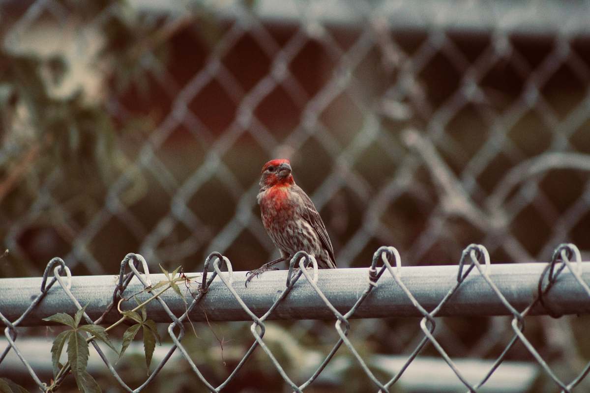bird red and grey bird perched on grey wire fence finch