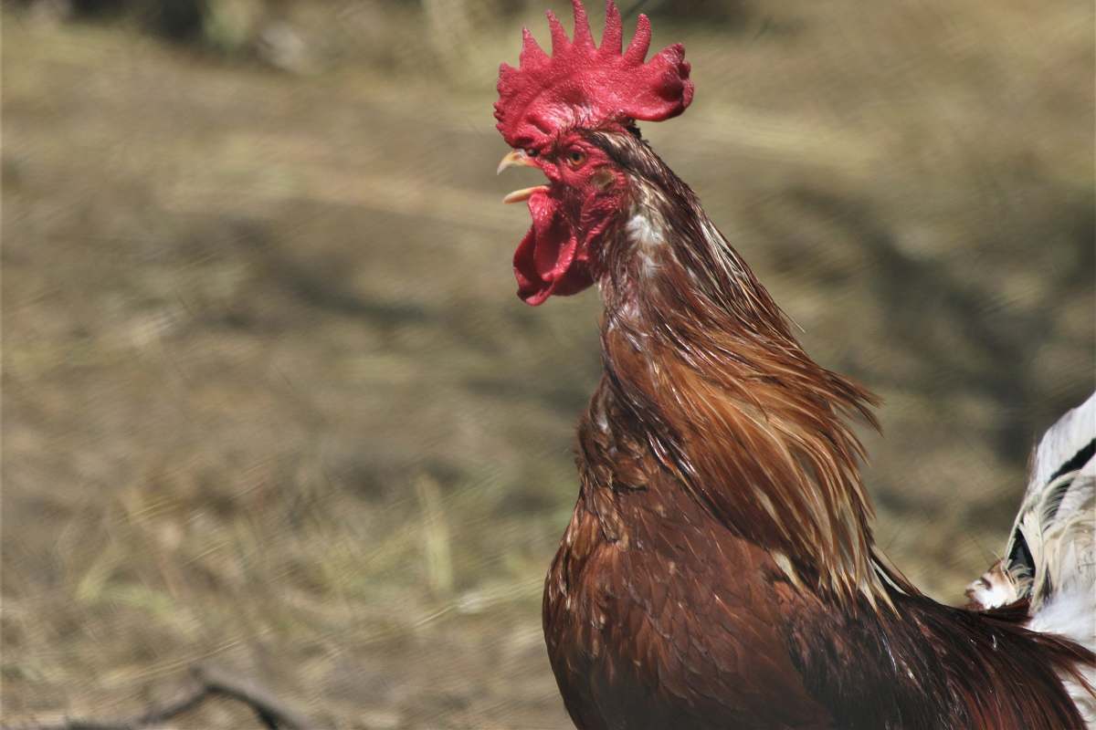 bird red and white rooster during daytime chicken