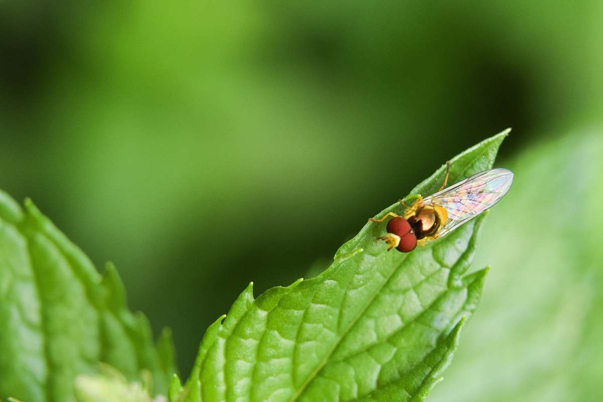 insect red and yellow fly on green leaf macro photography invertebrate