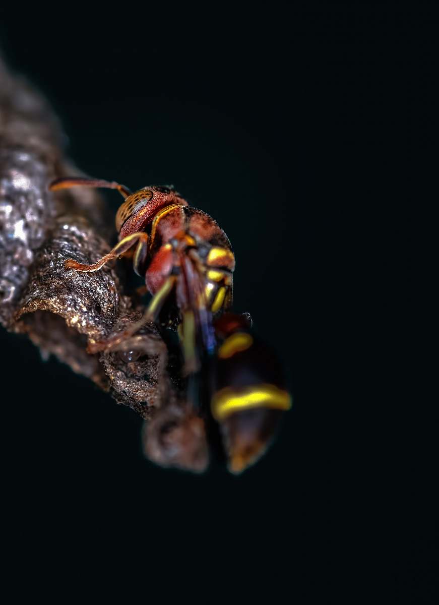 wasp red and yellow wasp andrena