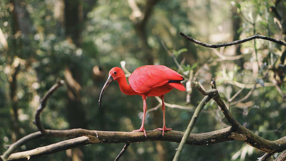 bird red bird on tree brance nature
